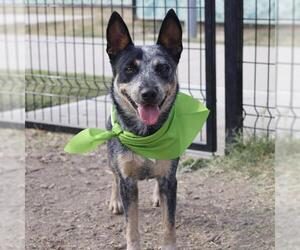 Mutt Dogs for adoption in San Antonio, TX, USA