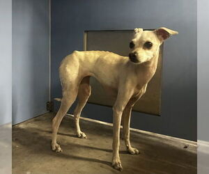 Chihuahua Dogs for adoption in San Bernardino, CA, USA