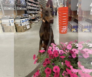 Doberman Pinscher Dogs for adoption in Aurora, OH, USA