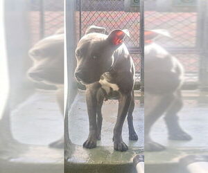 Mutt Dogs for adoption in Downey, CA, USA