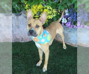 Mutt Dogs for adoption in Oklahoma City, OK, USA