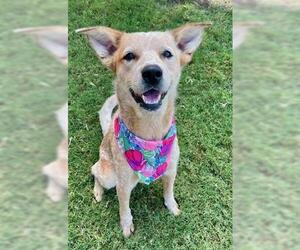 Australian Cattle Dog-Unknown Mix Dogs for adoption in Tulsa, OK, USA