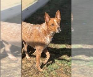 Mutt Dogs for adoption in Bakersfield, CA, USA