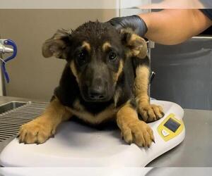 German Shepherd Dog-Unknown Mix Dogs for adoption in Visalia, CA, USA