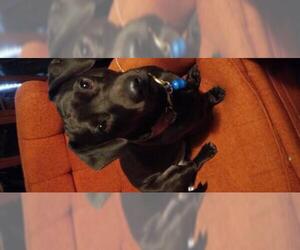 Dachshund-Labrador Retriever Mix Dogs for adoption in Florence, AL, USA