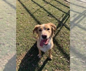 Australian Retriever Dogs for adoption in Henderson, NV, USA