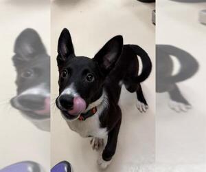 Border Collie-Unknown Mix Dogs for adoption in Center Township, PA, USA