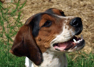 Treeing Walker Coonhound Dogs for adoption in Scottsdale, AZ, USA