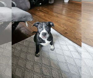 Mutt Dogs for adoption in Mechanicsburg, PA, USA