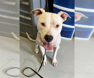 American Pit Bull Terrier Dogs for adoption in Corpus Christi, TX, USA