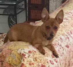 Chiweenie Dogs for adoption in Key Largo, FL, USA