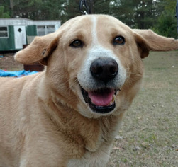 Labrador Retriever Dogs for adoption in Point Pleasant, PA, USA