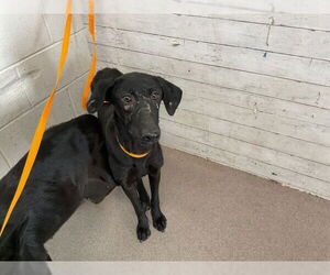 Doberman Pinscher-Unknown Mix Dogs for adoption in San Bernardino, CA, USA