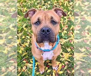 Mastiff-Unknown Mix Dogs for adoption in Sacramento, CA, USA