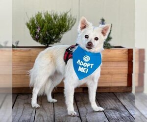 Pomeranian Dogs for adoption in Pacific Grove, CA, USA