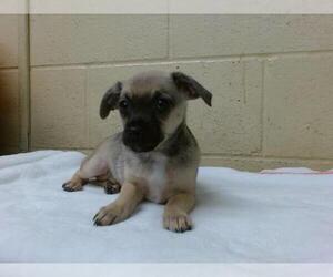 Chihuahua-Unknown Mix Dogs for adoption in Downey, CA, USA