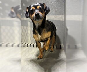 Chihuahua Dogs for adoption in Downey, CA, USA