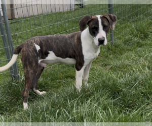 Mutt Dogs for adoption in Sistersville, WV, USA
