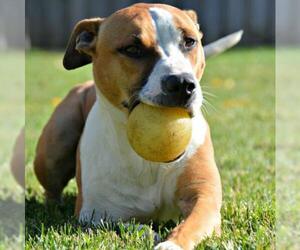 Bullboxer Pit Dogs for adoption in Sunnyvale, CA, USA