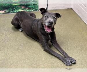 American Pit Bull Terrier-Labrador Retriever Mix Dogs for adoption in Moreno Valley, CA, USA