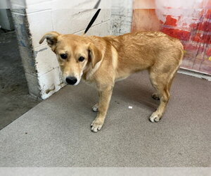 Labrador Retriever Dogs for adoption in San Bernardino, CA, USA
