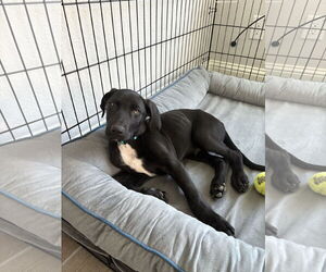 Labrador Retriever-Unknown Mix Dogs for adoption in Fort Worth, TX, USA