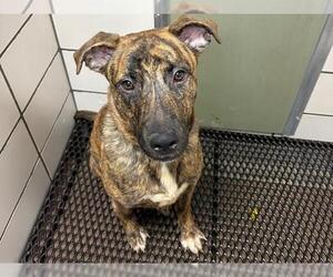German Shepherd Dog-Mastiff Mix Dogs for adoption in Fort Wayne, IN, USA