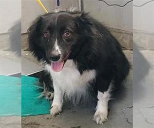 Medium Photo #1 Border Collie Puppy For Sale in Camarillo, CA, USA