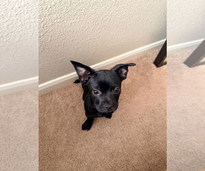 Chihuahua-Unknown Mix Dogs for adoption in The Woodlands, TX, USA