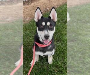 Huskies -Unknown Mix Dogs for adoption in Sacramento, CA, USA