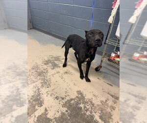 Mutt Dogs for adoption in Tallahassee, FL, USA