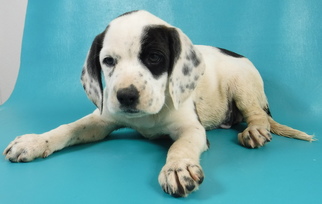 Beaglier Dogs for adoption in Morton Grove, IL, USA