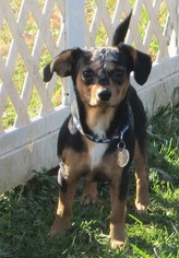 Chiweenie Dogs for adoption in Wallops Island, VA, USA