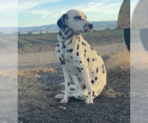 Dalmatian Dogs for adoption in Tracy, CA, USA