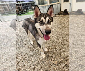 Siberian Husky Dogs for adoption in garner, NC, USA