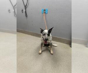 Mutt Dogs for adoption in Las Vegas, NV, USA