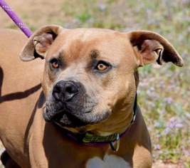 American Pit Bull Terrier-Unknown Mix Dogs for adoption in Payson, AZ, USA