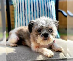 Shih Tzu-Unknown Mix Dogs for adoption in Marrero, LA, USA