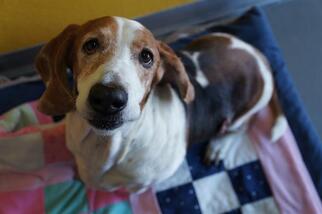 Basset Hound Dogs for adoption in Norfolk, VA, USA