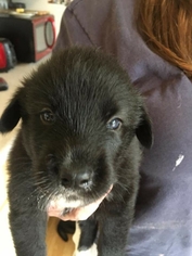 Alaskan Husky-Saint Bernard Mix Dogs for adoption in Juneau, AK, USA