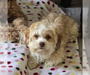 Medium Photo #5 Havanese Puppy For Sale in Fort Wayne, IN, USA