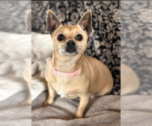 Chihuahua-Unknown Mix Dogs for adoption in Cranston, RI, USA