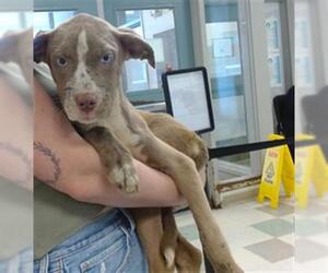 American Pit Bull Terrier Dogs for adoption in Oklahoma City, OK, USA
