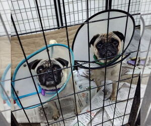 Pug Dogs for adoption in Mukwonago, WI, USA