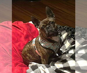 French Bulldog Dogs for adoption in St. Louis Park, MN, USA