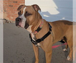 American Staffordshire Terrier-Unknown Mix Dogs for adoption in Fort Collins, CO, USA