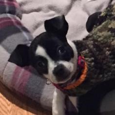 Rat Terrier Dogs for adoption in Pleasant Hill, CA, USA