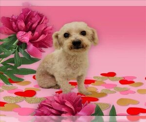 Poodle (Miniature)-Unknown Mix Dogs for adoption in Santa Clara, CA, USA
