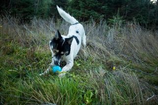 Border Collie-Unknown Mix Dogs for adoption in Sandy, OR, USA
