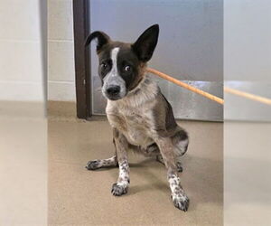 Mutt Dogs for adoption in Derwood, MD, USA